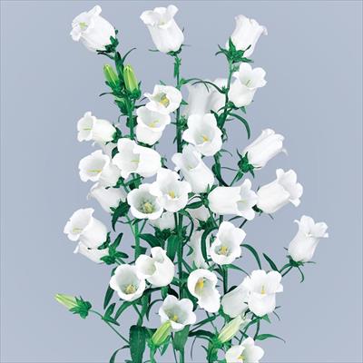 カンパニュラ メイ ホワイト