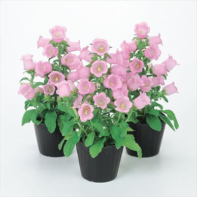 カンパニュラ アピール ピンク