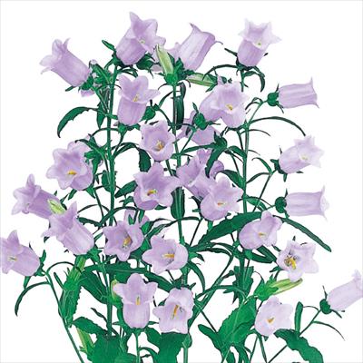 カンパニュラ チャンピオン スカイブルー （ver.2）