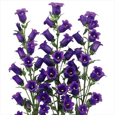 カンパニュラ チャンピオンiQ ディープブルー