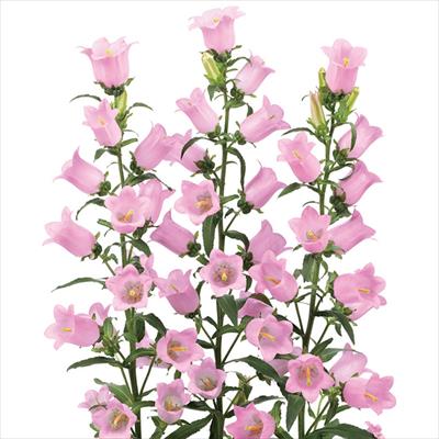 カンパニュラ チャンピオンiQ ピンク