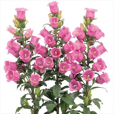 カンパニュラ チャンピオンiQ ローズ