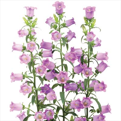 カンパニュラ チャンピオンiQ ライラック