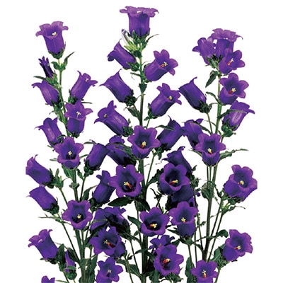 カンパニュラ チャンピオンiQ ディープブルー