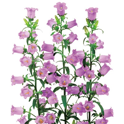 カンパニュラ チャンピオンiQ ライラック