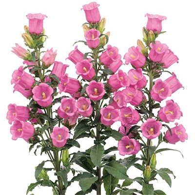 カンパニュラ チャンピオンiQ ローズ