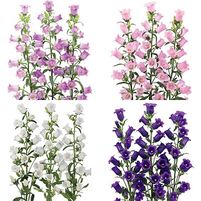 カンパニュラ チャンピオンiQ ミックス