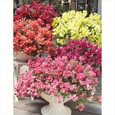 這性キンギョソウ ポッピンキャンディー ミックス