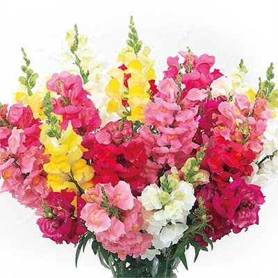 キンギョソウ ソネット ミックス