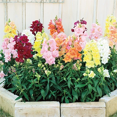 キンギョソウ トゥイニー ミックス