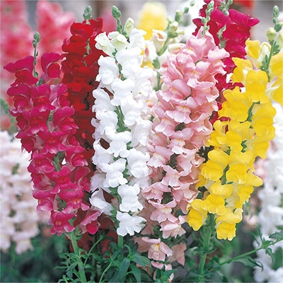 キンギョソウ パレード ミックス