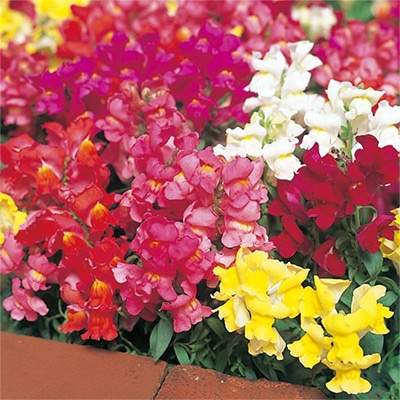 キンギョソウ フローラルシャワー ミックス