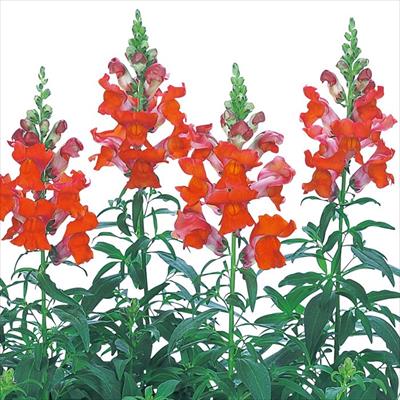 キンギョソウ スピーディーソネット ブロンズ