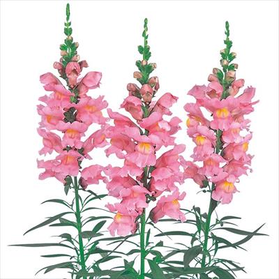 キンギョソウ ソネット ピンク