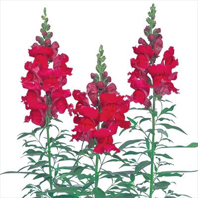 キンギョソウ ソネット カーマインローズ