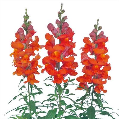 キンギョソウ ソネット オレンジスカーレット