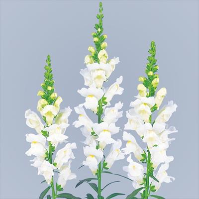 キンギョソウ ソネット ホワイト