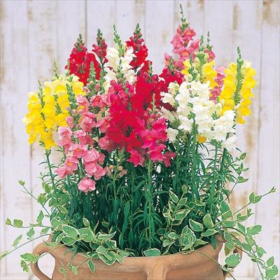 キンギョソウ ソネット 特選混合