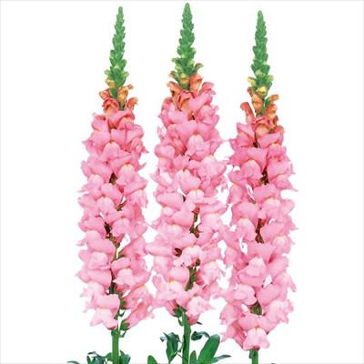 キンギョソウ アスリート ブライトピンク