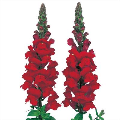 キンギョソウ アスリート レッド