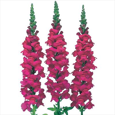 キンギョソウ アスリート パープル