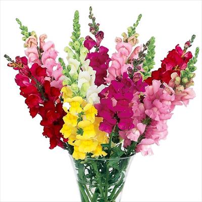 キンギョソウ アスリート ミックス