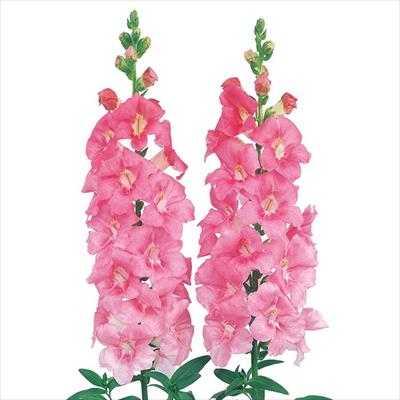 キンギョソウ ファルファレ ピンク