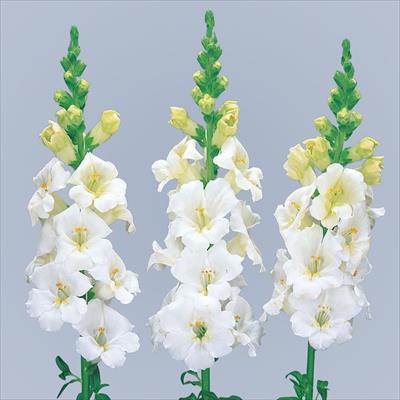 キンギョソウ ファルファレ ホワイト