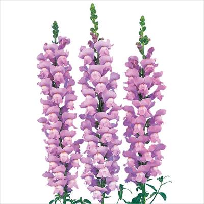 キンギョソウ メリーランド ラベンダー