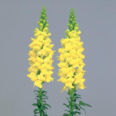 キンギョソウ アスリート イエロー