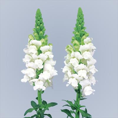 キンギョソウ アスリート ホワイト