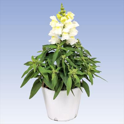 キンギョソウ キャンディートップス(R) ホワイト