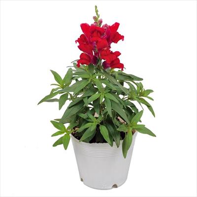 キンギョソウ キャンディートップス(R) レッド