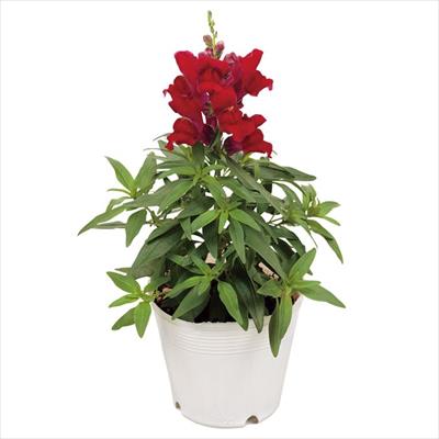 キンギョソウ キャンディートップス(R) レッド