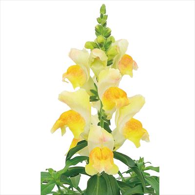 キンギョソウ キャンディートップス(R) イエローバイカラー