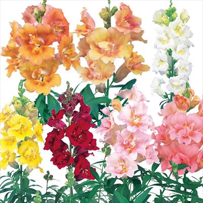 キンギョソウ トゥイニー ミックス