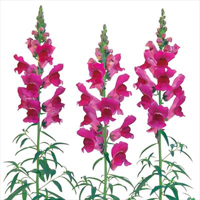 キンギョソウ スピーディーソネット パープル