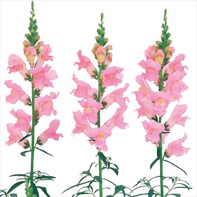 キンギョソウ スピーディーソネット ライトピンク