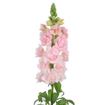 キンギョソウ スナップスター ピンク