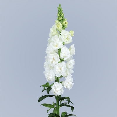 キンギョソウ スナップスター ホワイト