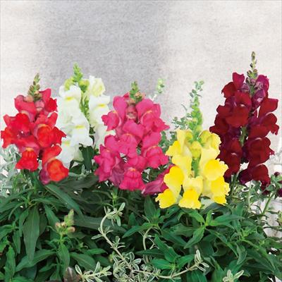 キンギョソウ キャンディートップス（R） ミックス