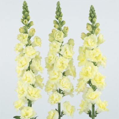 キンギョソウ スナップスター イエロー