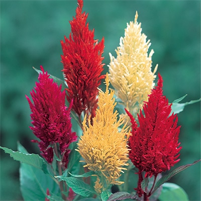 羽毛けいとう センチュリー ミックス