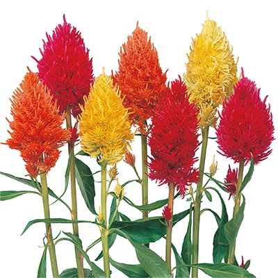 ケイトウ 八千代 混合