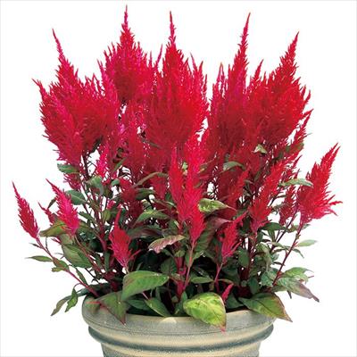 ケイトウ チャイナ タウン