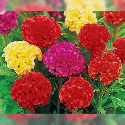 久留米けいとう  切り花用 混合