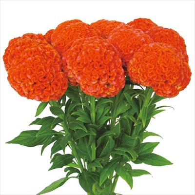 久留米けいとう 柑珠