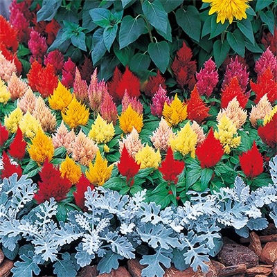 ケイトウ きもの 混合