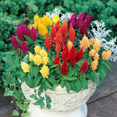 ケイトウ ゆかた ミックス