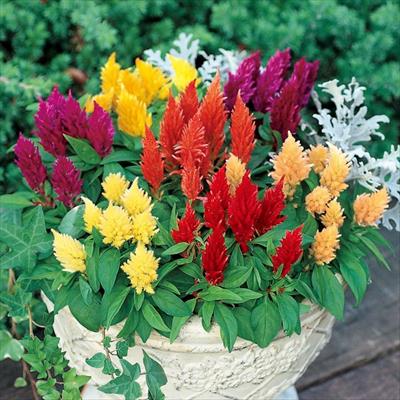 ケイトウ ゆかた ミックス（特選混合）